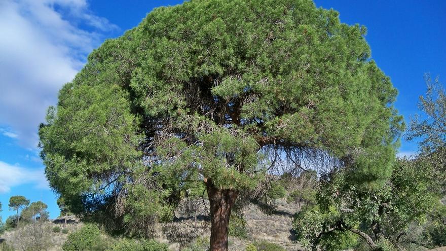 Un ejemplar de pino carrasco