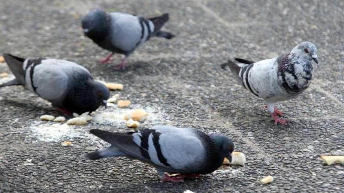 El ayuntamiento sanciona a una vecina que arrojaba pan desde el balcón para alimentar a las palomas.