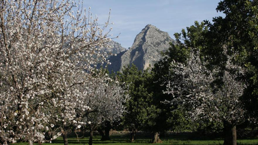 Ruta de almendros en flor por Mallorca