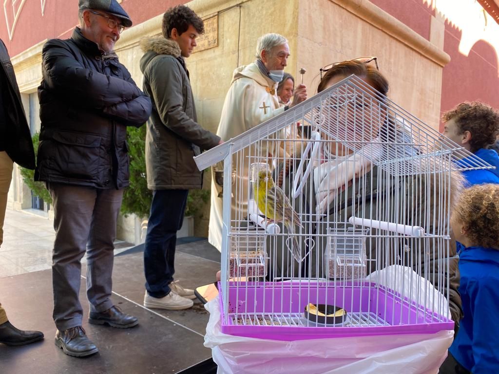 El Campello recupera plenamente la fiesta de Sant Antoni del Porquet con una alta participación popular