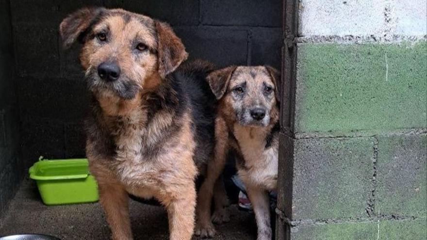 El abandono cambia pero persiste: "Hay una mayor conciencia de que un animal es perfectamente capaz de readaptarse"