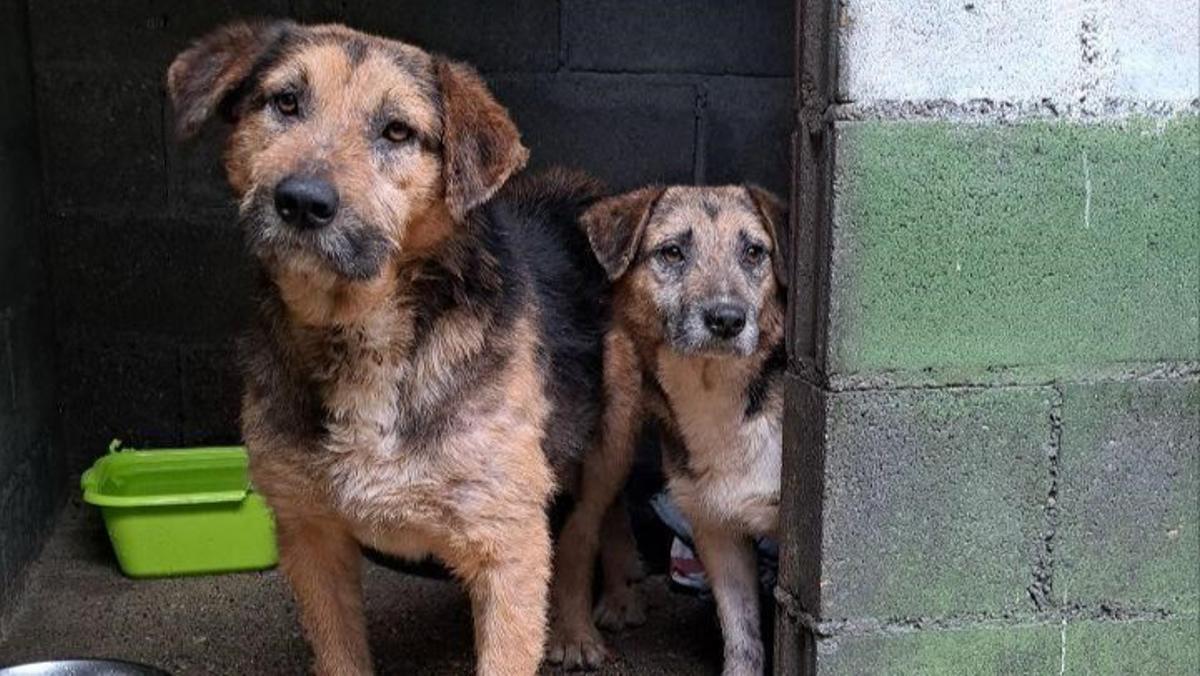 Dos de los perros recogidos por Apadan en el último mes