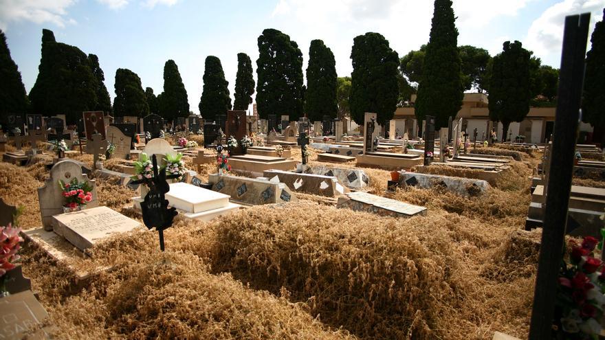 La maleza invade el cementerio de San José de Castelló