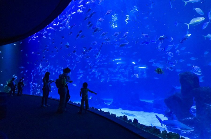 Reapertura del acuario Poema del Mar