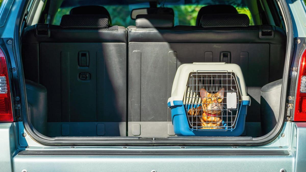 Gato listo para viajar.