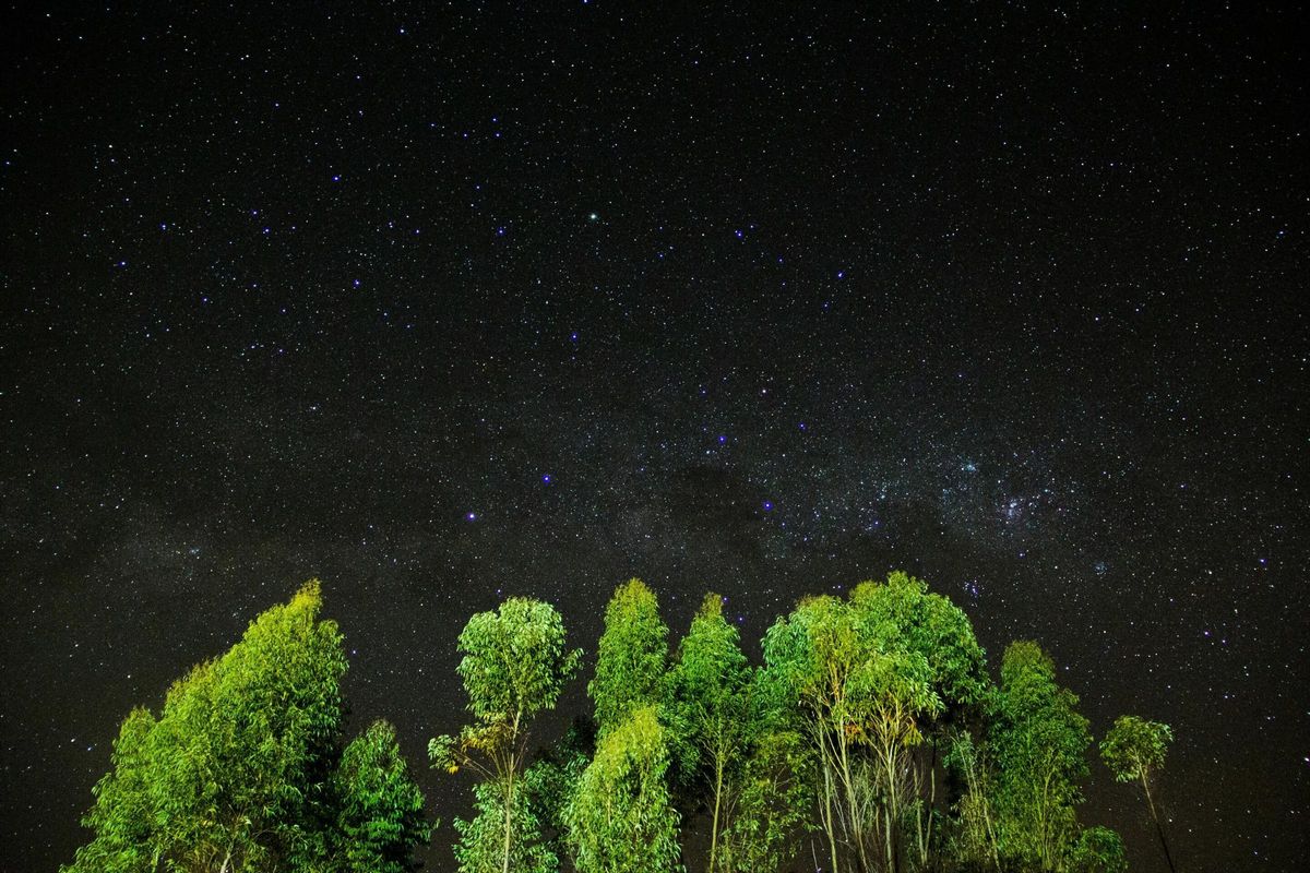 Cielo estrellado sobre un bosque.