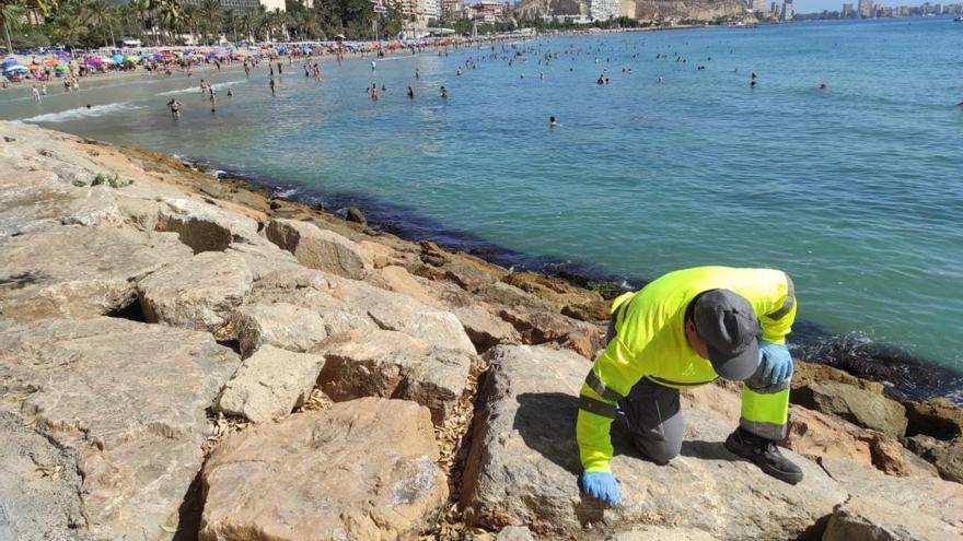 Las elevadas temperaturas en Alicante hacen que se mantenga el refuerzo contra las plagas de cucarachas y roedores
