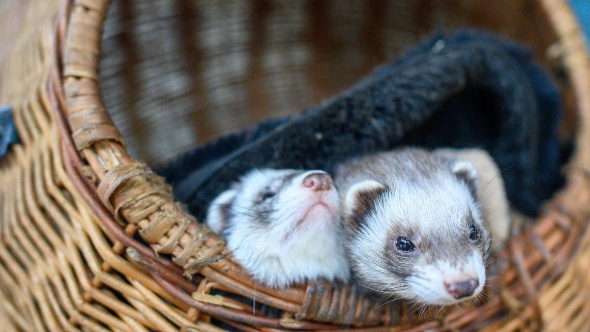 Frettchen sind als Haustiere ausdrücklich erlaubt.