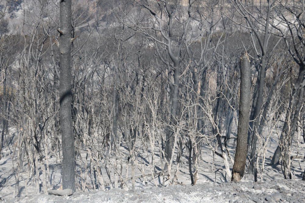 Incendi forestal de Capellades