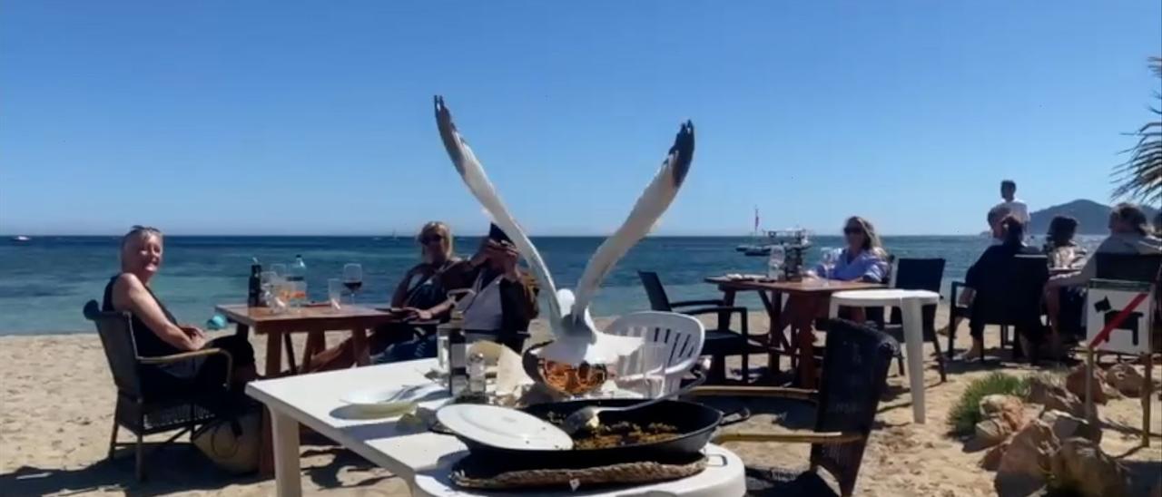 Una gaviota roba la comida de unos clientes de un chiringuito de Ibiza