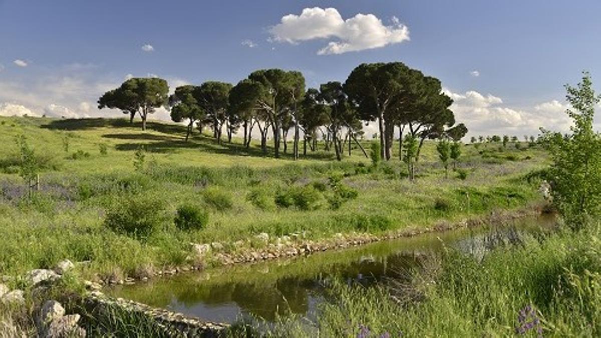 Una parte del Parque Forestal de Valdebebas-Felipe VI, en el distrito de Hortaleza de Madrid