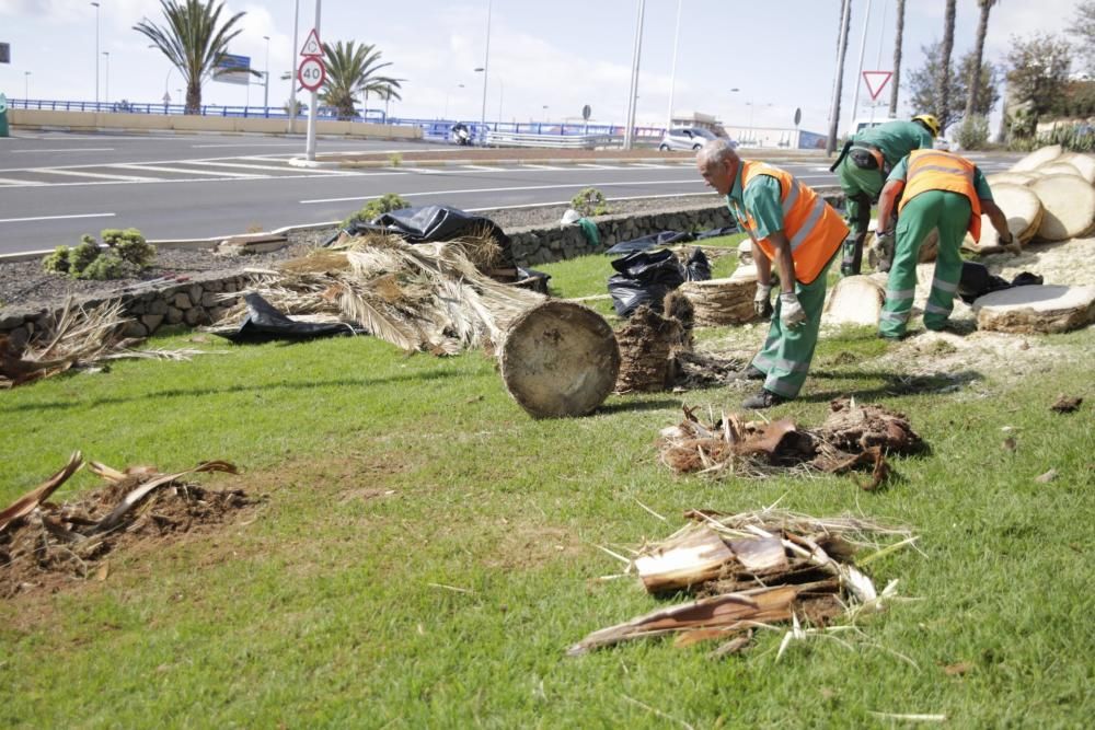 Fotos de las actividades que paran hoy en Santa Cruz de Tenerife  | 30/03/2020 | Fotógrafo: Delia Padrón