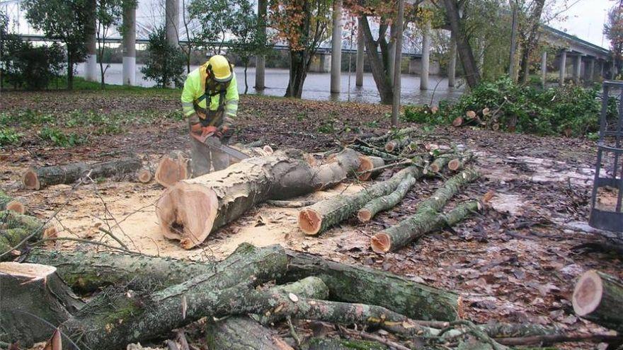 Un operario forestal realiza labores de tala junto al río Alagón en Coria.