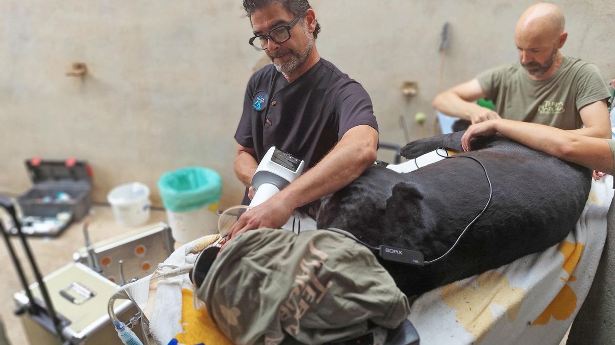 El equipo veterinario de Terra Natura, en plena operación.