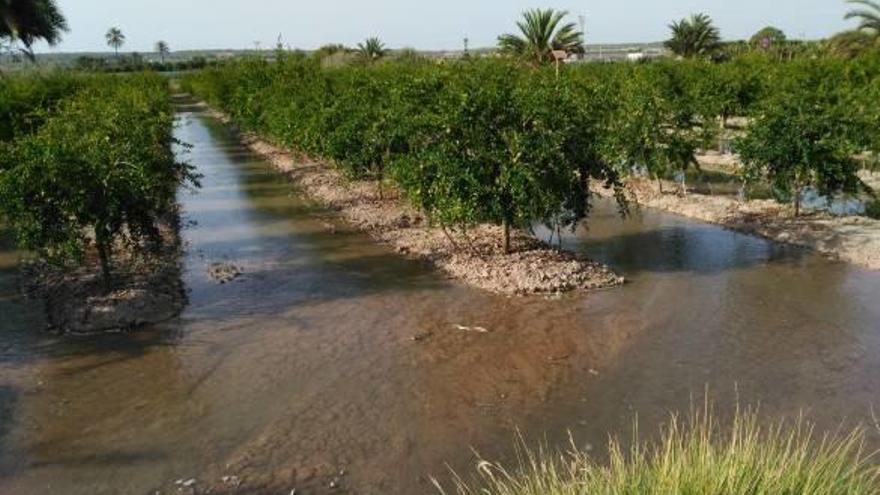 Campo de granados regados con el agua procedente de la red de azarbes de la parte meridional de la provincia de Alicante.