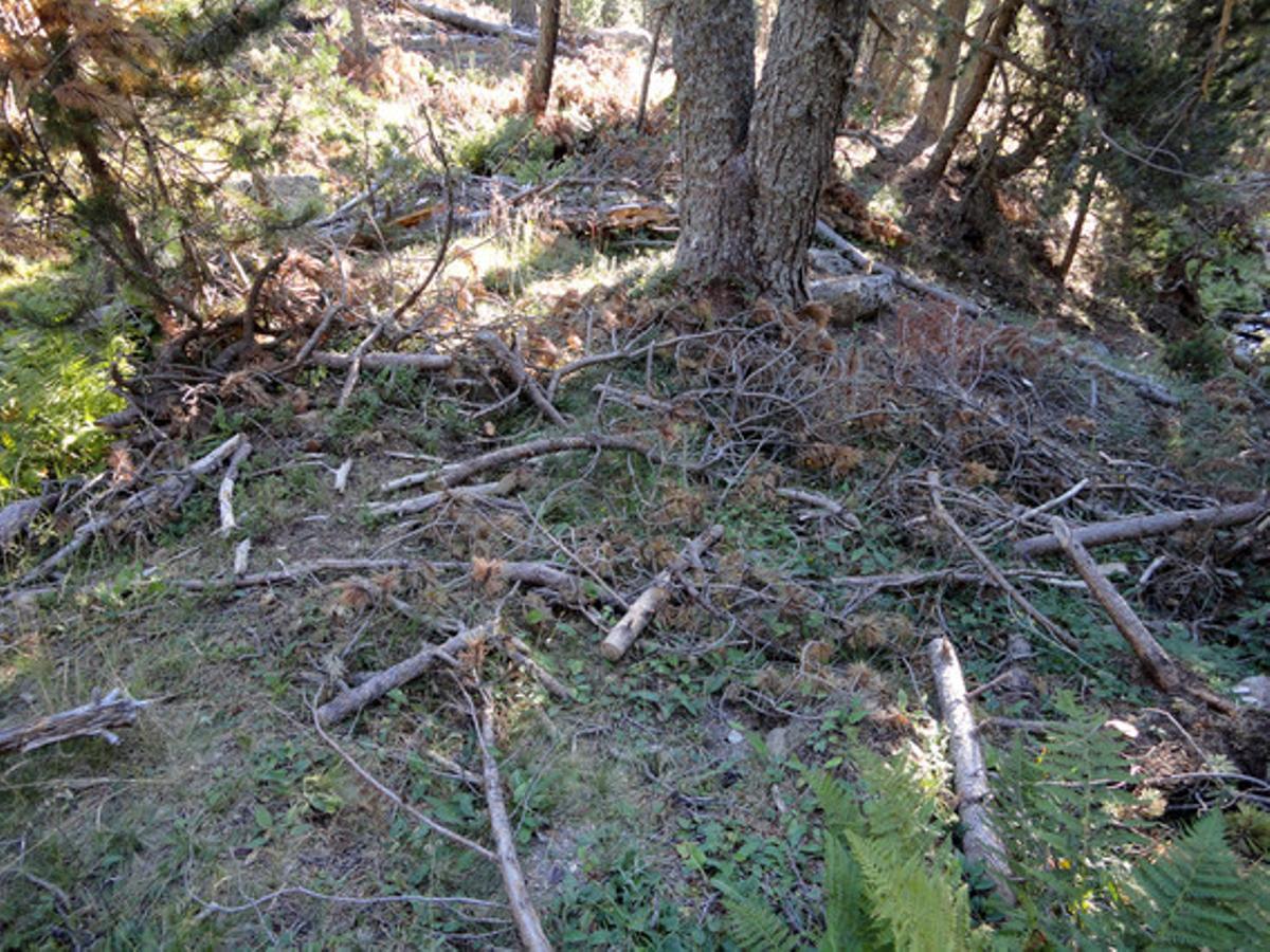 Massa llenya al bosc. El 28 d’agost passat passejava pel bosc d’Arànser (Cerdanya) i em vaig trobar amb un paisatge decebedor i perillós: en alguns trams, el terra estava ple de branques caigudes que dificulten el pas i, el que és pitjor, suposen un risc evident, ja que és llenya seca que, amb altes temperatures, cremaria fàcilment. Em costa creure que les brigades forestals i les autoritats de la Generalitat no intervinguin per solucionar el problema.