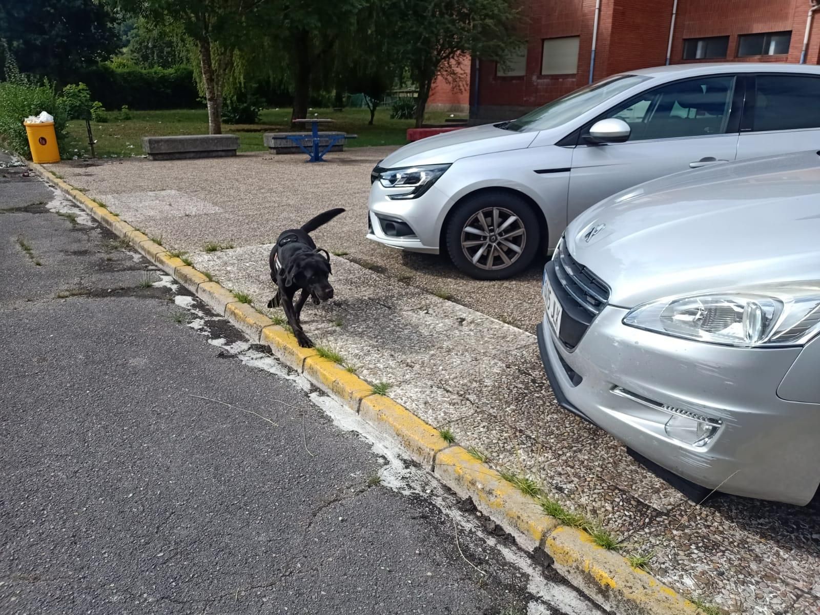 Demostración de la Guardia Civil en el colegio Elena Sánchez Tamargo de Laviana