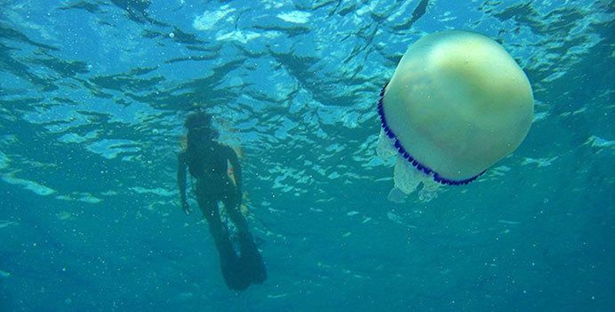 La UA finaliza un proyecto que mejorar la gestión marina y pesquera en la Bahía de Mazarrón