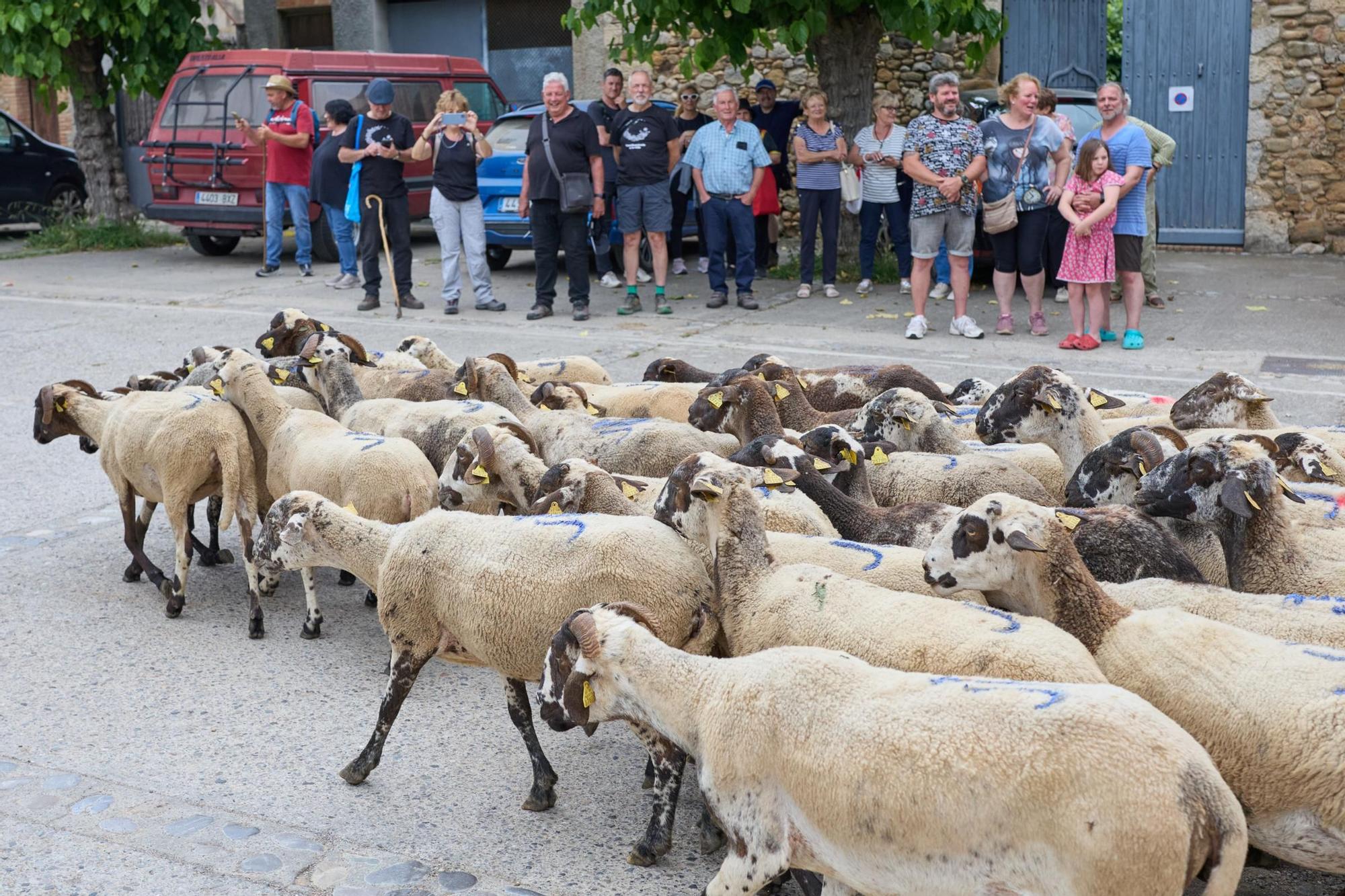 Les fotos de la transhumància del ramat d'ovelles d'Arnau Rubio a Crespià