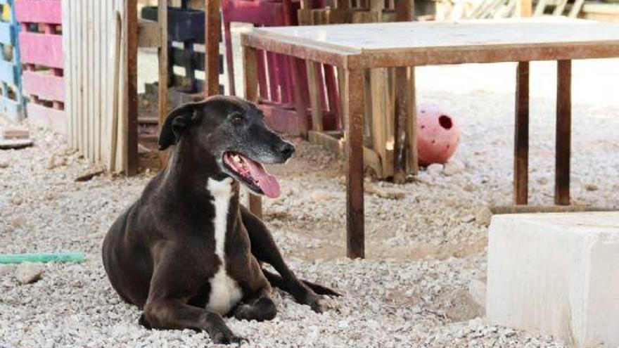 Desciende el abandono de animales en Jumilla por primera vez desde que hay registros