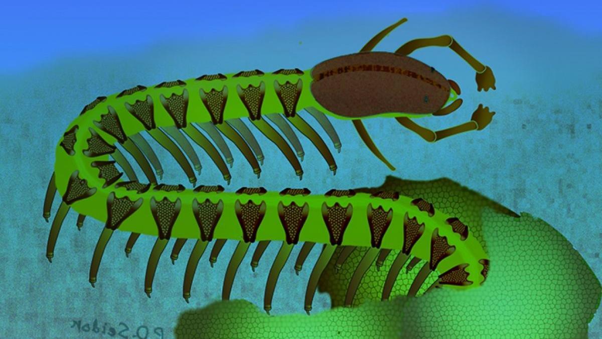 Recreación artística del gusano Cardiodictyon catenulum, como se vería en vida hace 525 millones de años, en un fondo marino costero poco profundo.