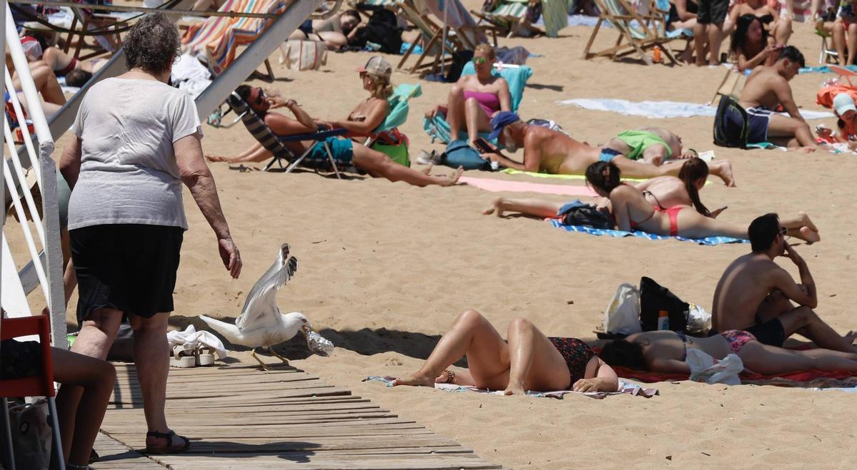 La curiosa escena con una gaviota y un bocadillo en Gijón, en imágenes