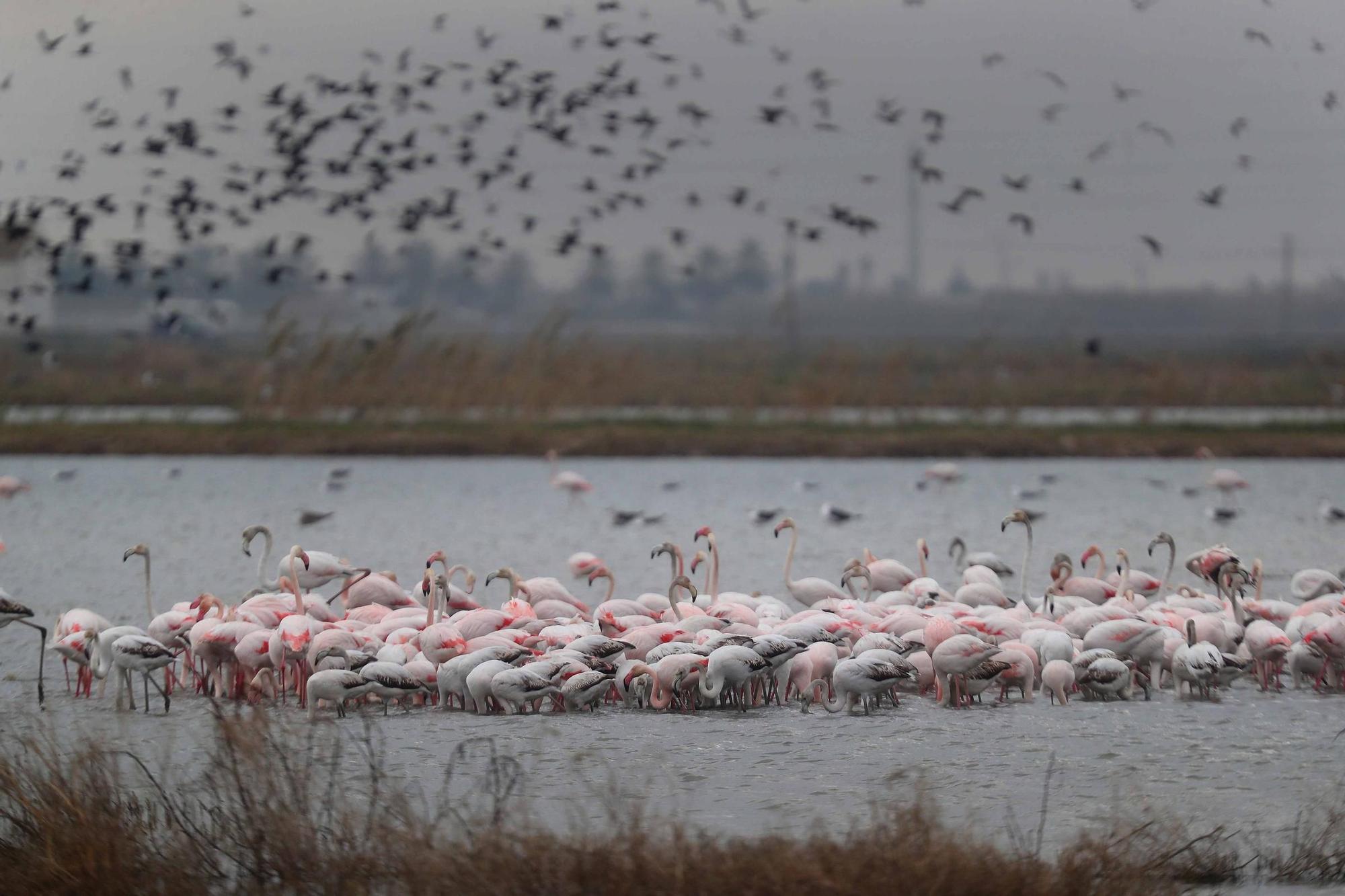 L'Albufera a rebosar de flamencos