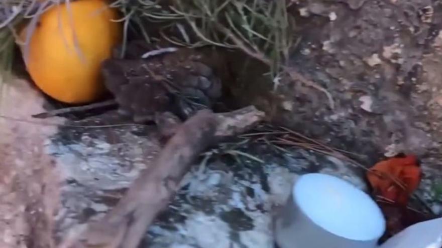 Detalles de la basura abandonada en el vídeo publicado en la cuenta de Instagram del Camp d’Aprenentatge de sa Cala. | CAMP D’APRENENTATGE