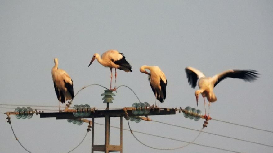 VIDEO: Así muere electrocutado un grupo de cigüeñas en una torre eléctrica