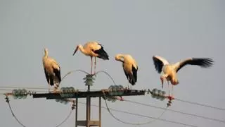 VIDEO: Así muere electrocutado un grupo de cigüeñas en una torre eléctrica