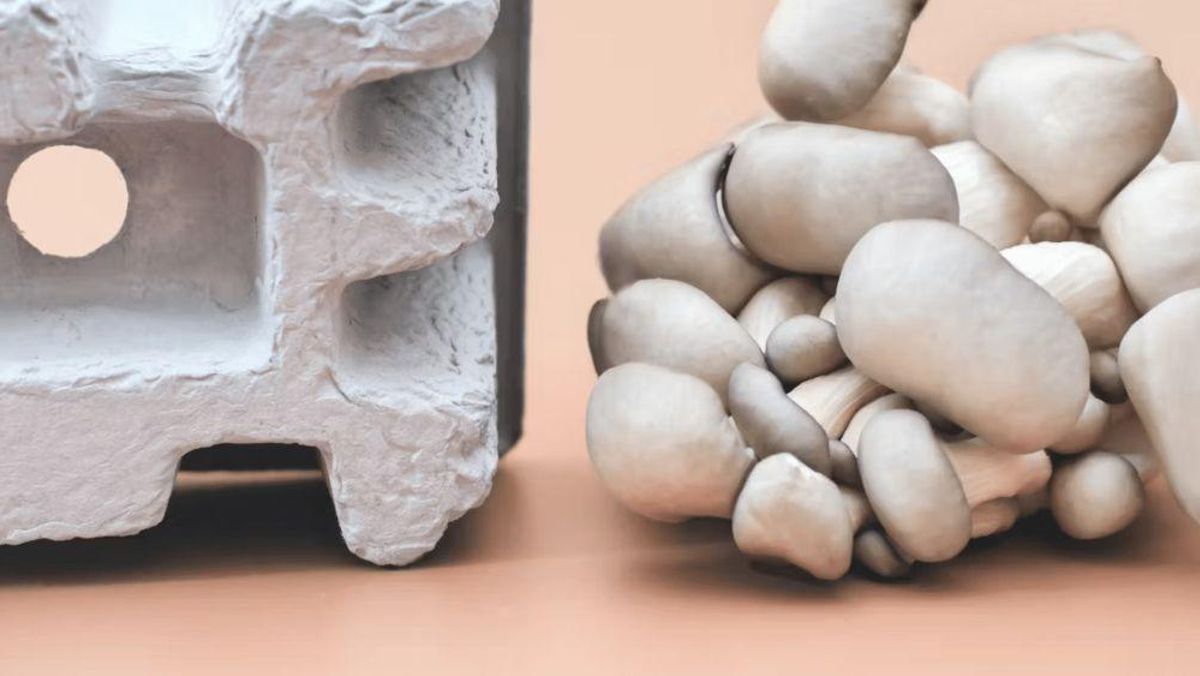 El material obtenido con hongos permite fabricar envases