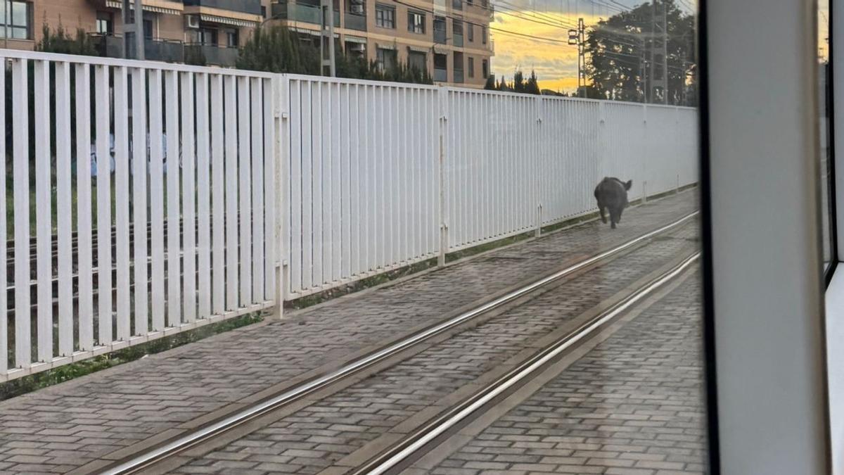 El senglar, passejant per les vies del metro de València.