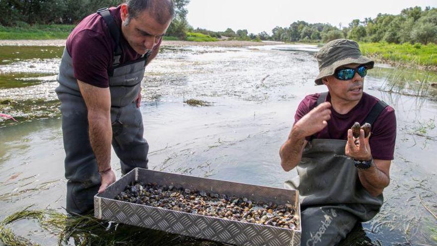 Más de 200 almejas asiáticas en 0,5 metros cuadrados de la Cuenca del Ebro