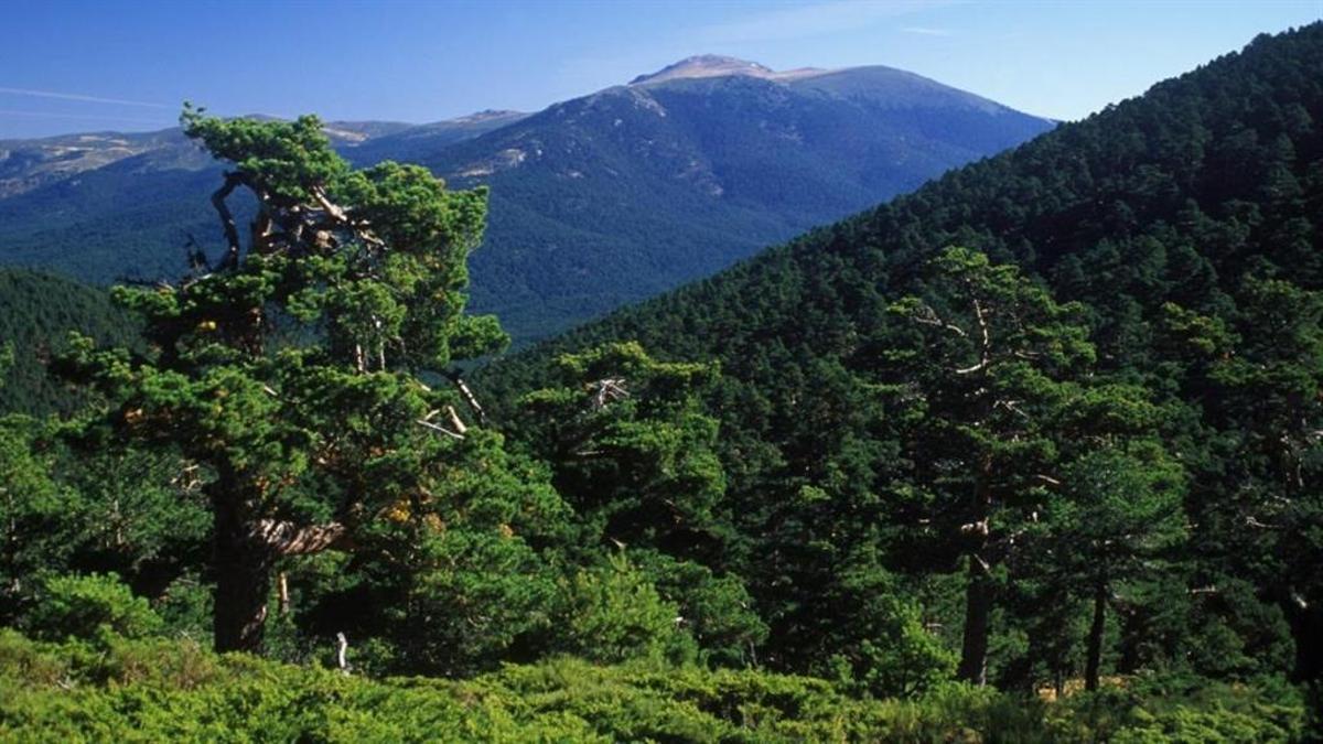 El Gobierno compra 2.000 hectáreas de pino silvestre en la Sierra de Guadarrama