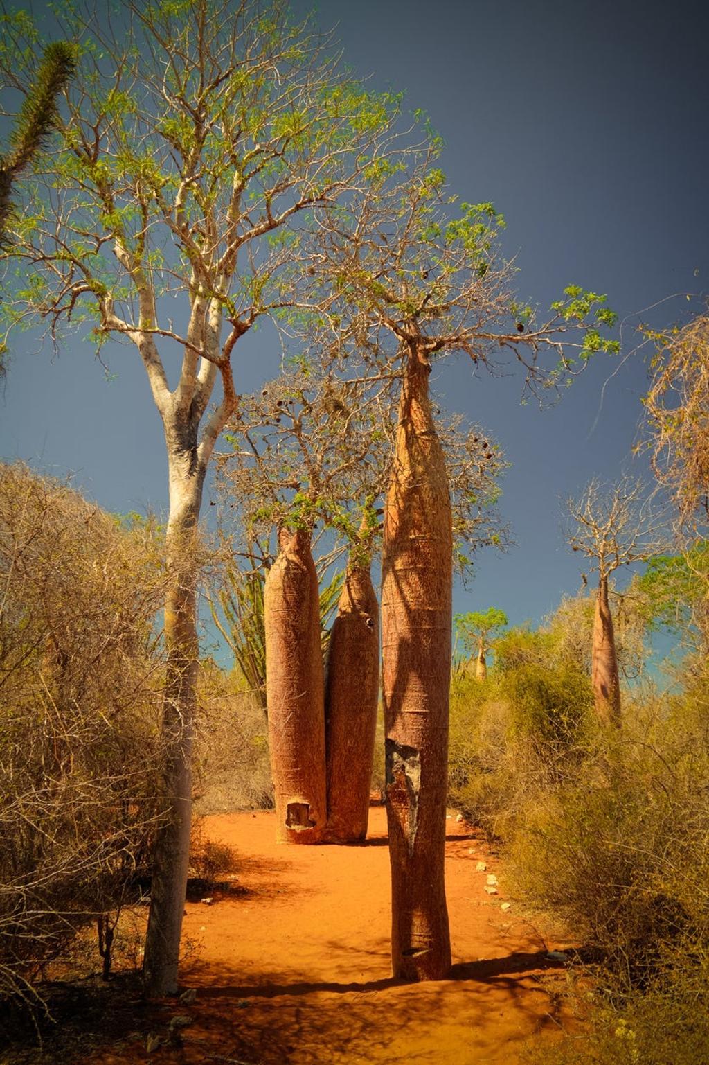 Reserva Natural de Reniala