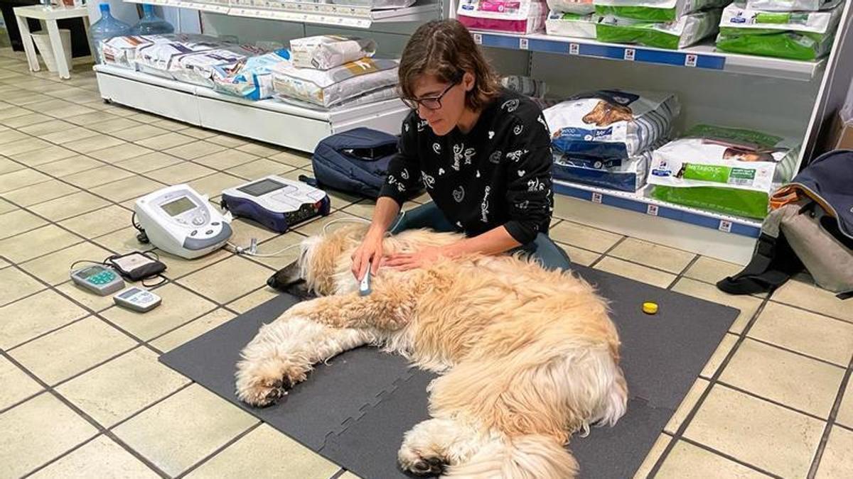 La veterinaria y fisioterapeuta de animales Belén Rey durante el tratamiento de ‘Valentina’, que se operó de displasia de codo y estuvo en rehabilitación postoperatoria