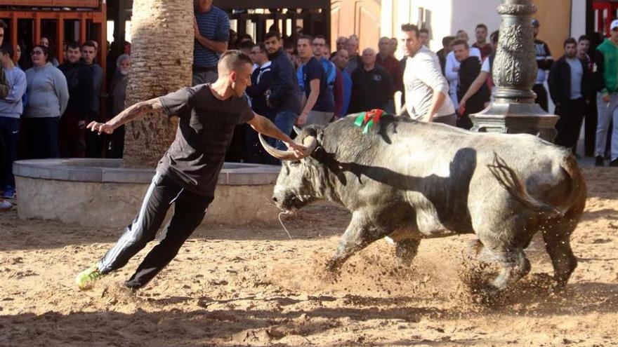 Más &#039;bous&#039; que nunca en Castellón