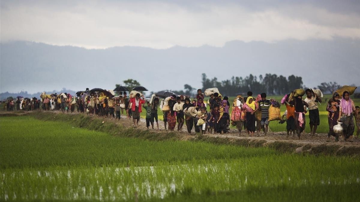 Miembros de la minoría rohinya caminan por un campo de arroz en su huida de Birmania para refugiarse en Bangladés.