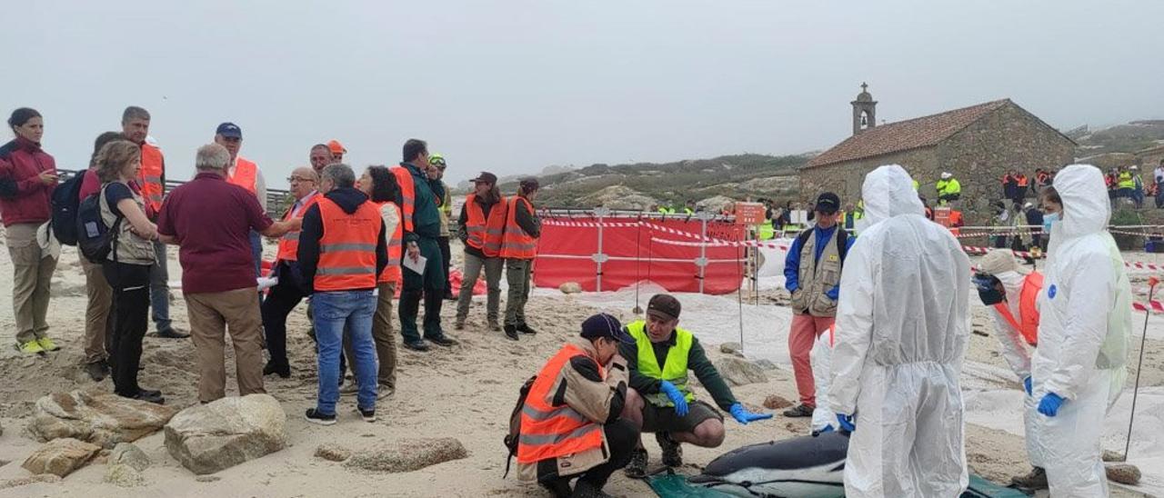 Un momento del operativo llevado a cabo en Sálvora.