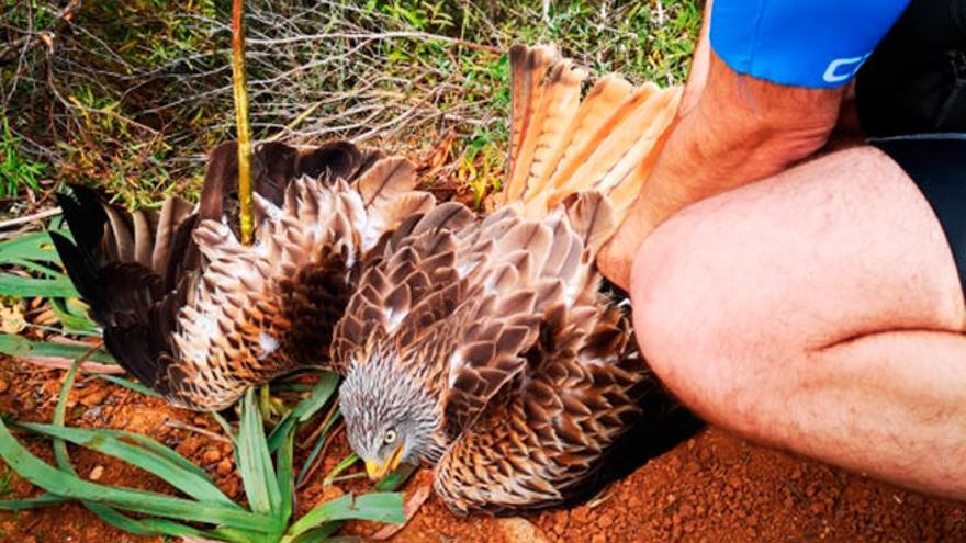 Un águila &#039;milana&#039;, herida tras quedar atrapada en un cepo de caza ilegal en Llucmajor