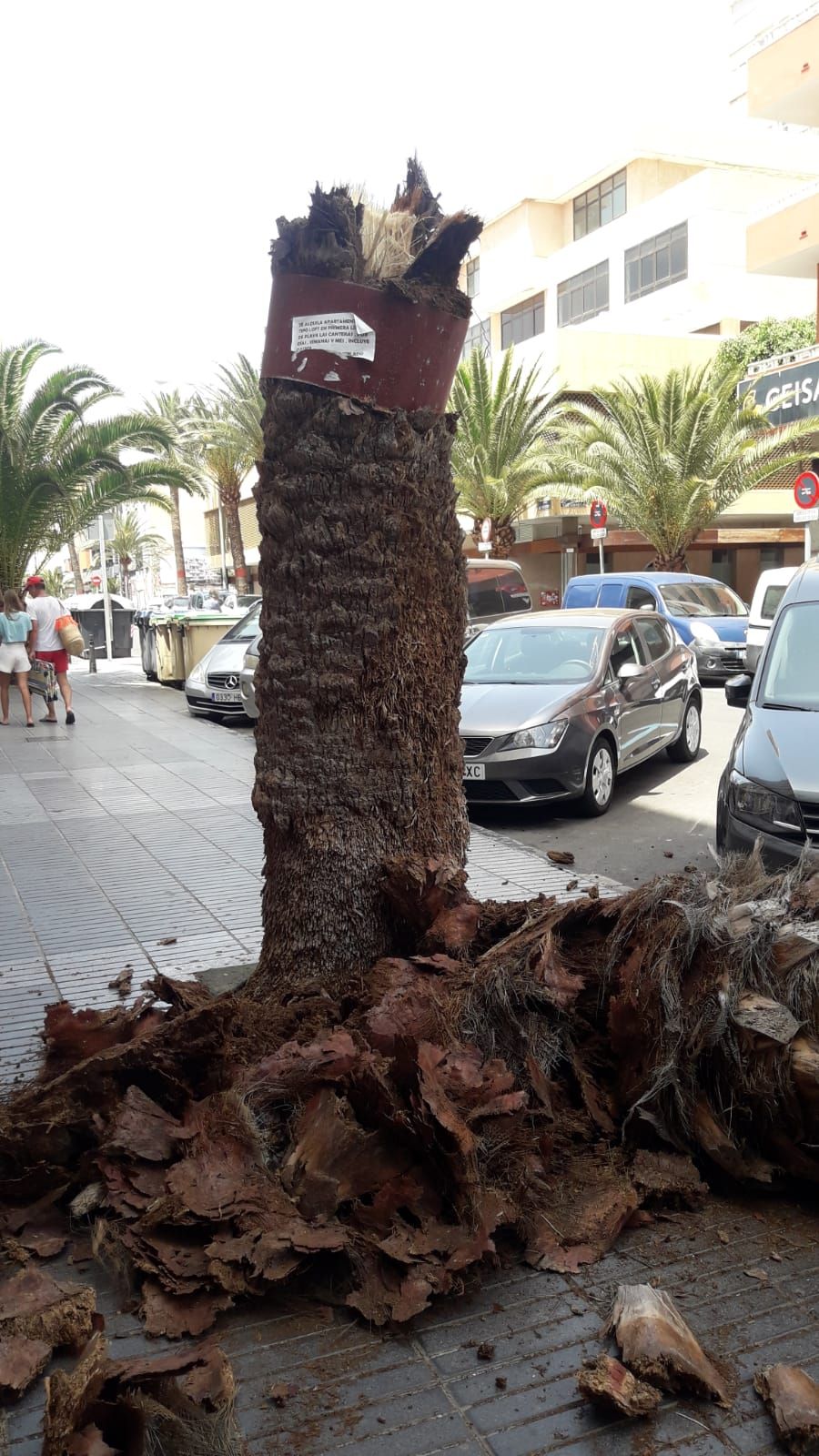 Una palmera se cae sobre dos turismos en la calle Franchy Roca(16/08/2021)