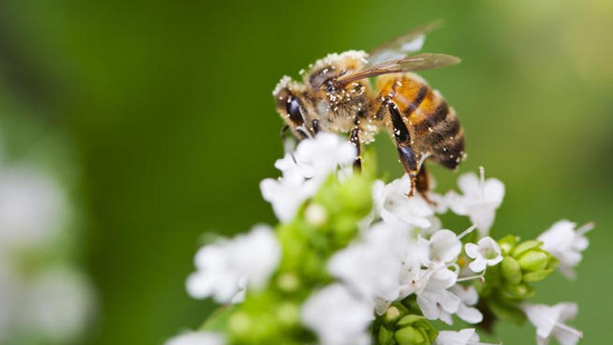 Las abejas, adictas a los pesticidas.