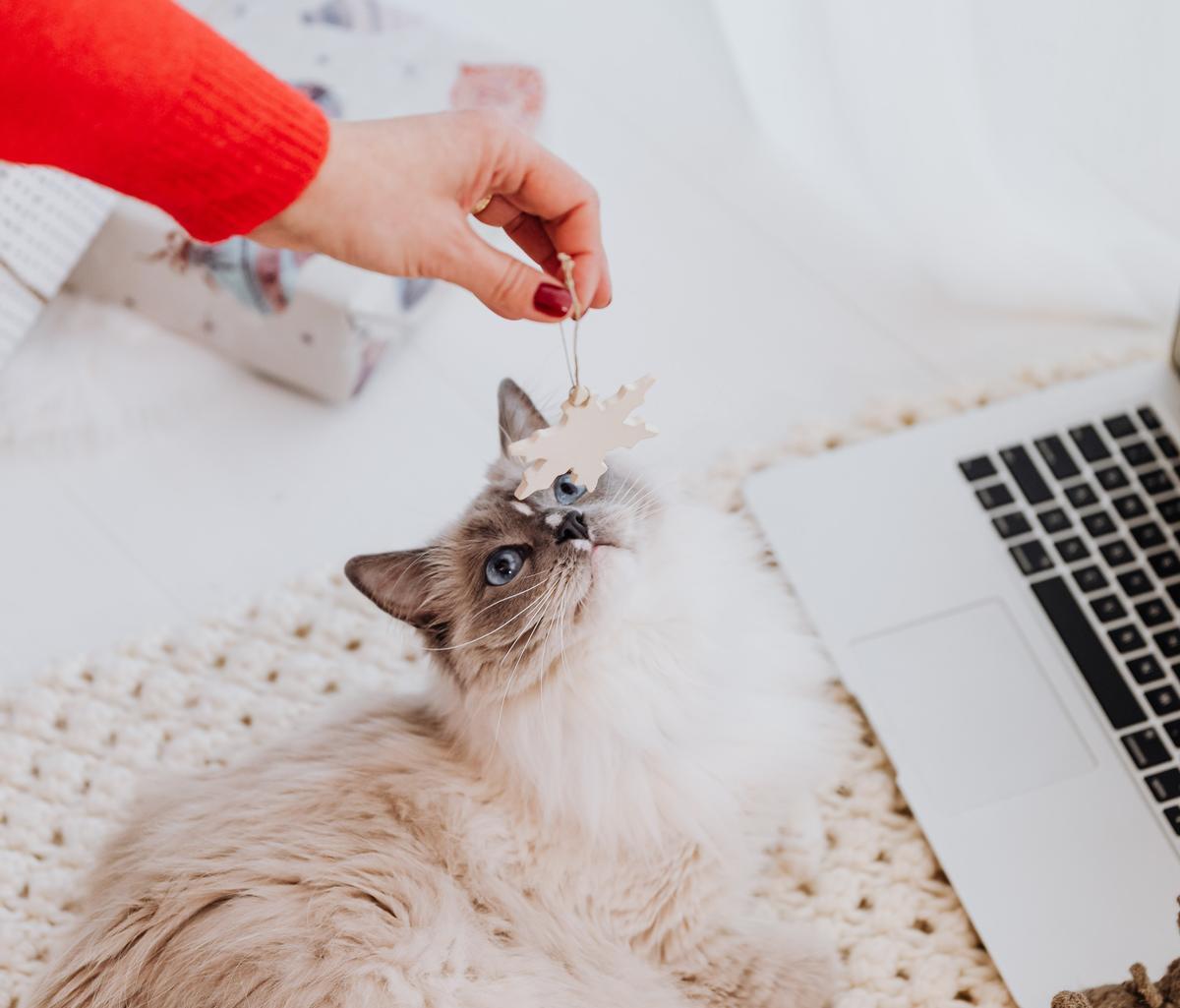 Gatos, perros y flor de Pascua: ¿es tóxica la planta de Navidad para nuestras mascotas?