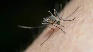 Estas son las enfermedades que puede transmitir el mosquito tigre