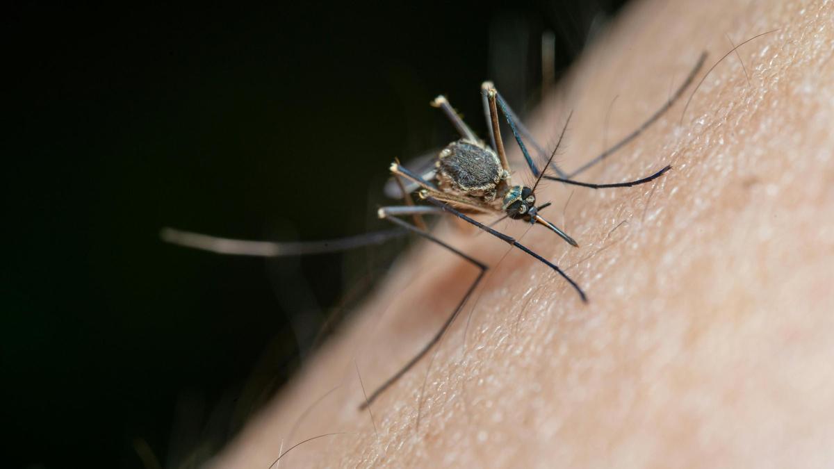 Qué hacer si una picadura de mosquito está hinchada y dura.