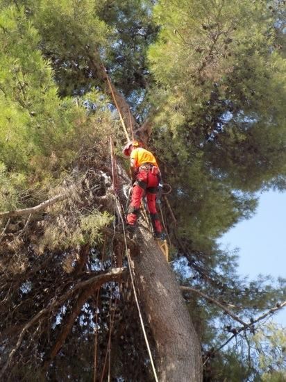 Tala d''arbres a la Renaixença