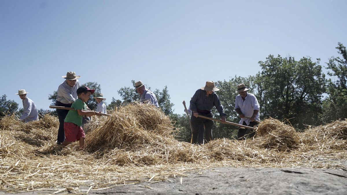 Festa del Segar i el Batre d'Avià, en imatges
