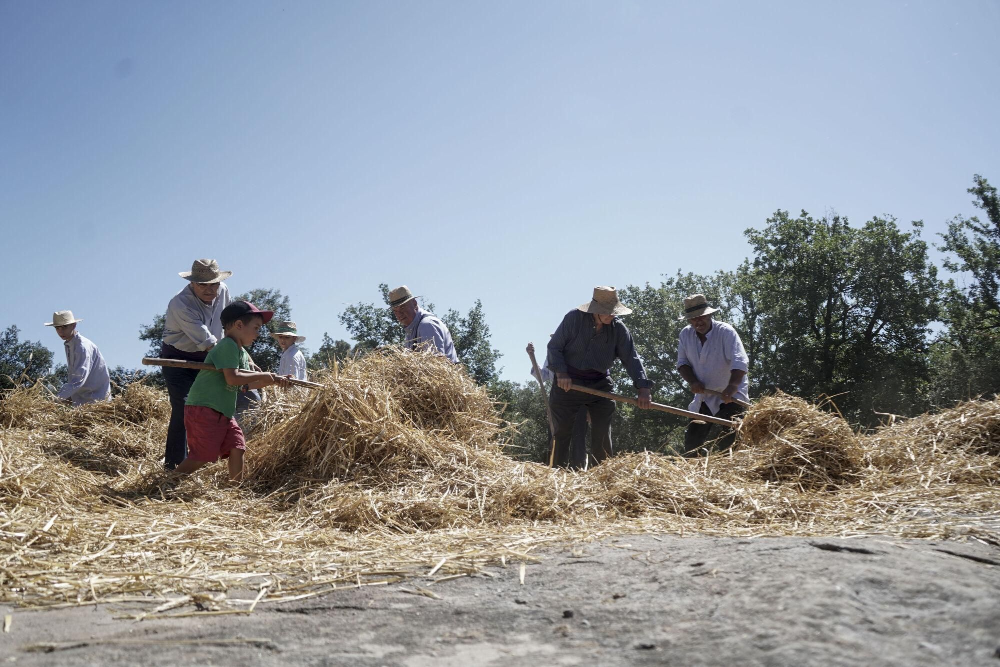 Festa del Segar i el Batre d&#039;Avià, en imatges