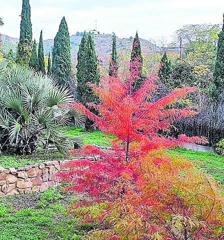 NOVIEMBRE. El ciprés de los pantanos o ciprés calvo es una de las plantas más representativas del sur de los EEUU. En los meses fríos pierde sus hojas, de ahí lo de ‘calvo’. Antes, en verano, las hojas son de un verde claro y en otoño de un precioso color rojo que recuerda una llamarada. Su madera sirve para construir barcos. En el Jardín lo tenemos en la colección de palmeras.