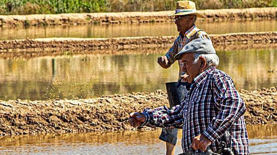 Los arroceros de Calasparra esperan llegar a los tres millones de kilos